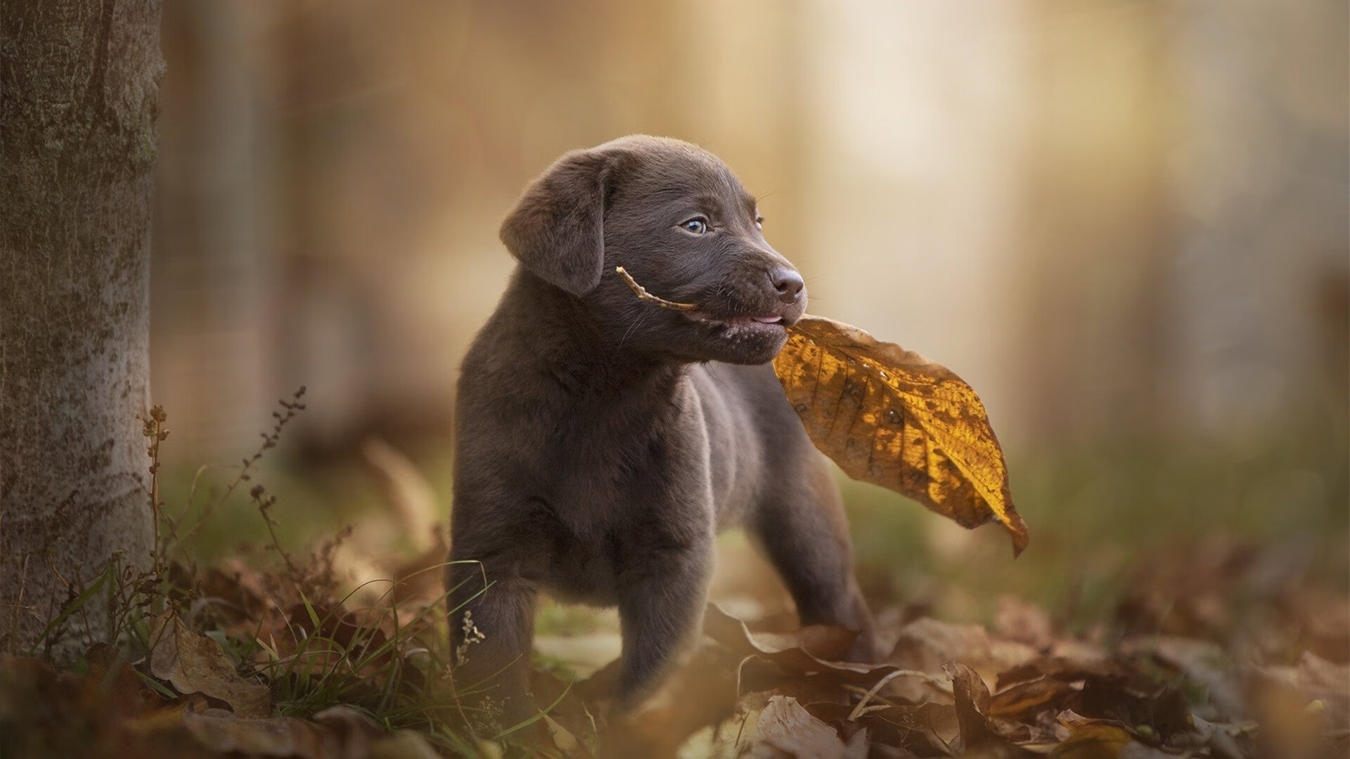 DOTA2赛事中的装备选择:分析不同局势下的最优解,dota2装备排行