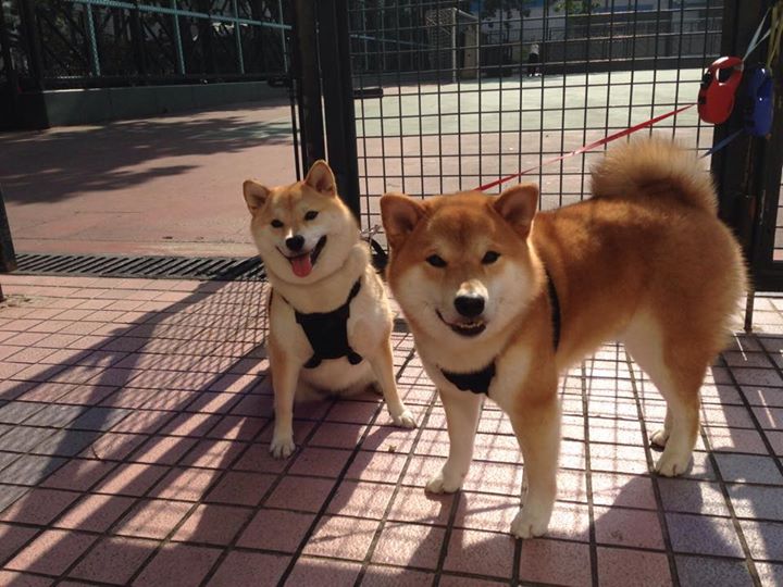 低碳排放：全面升级的赛事环保措施，低碳排放是什么