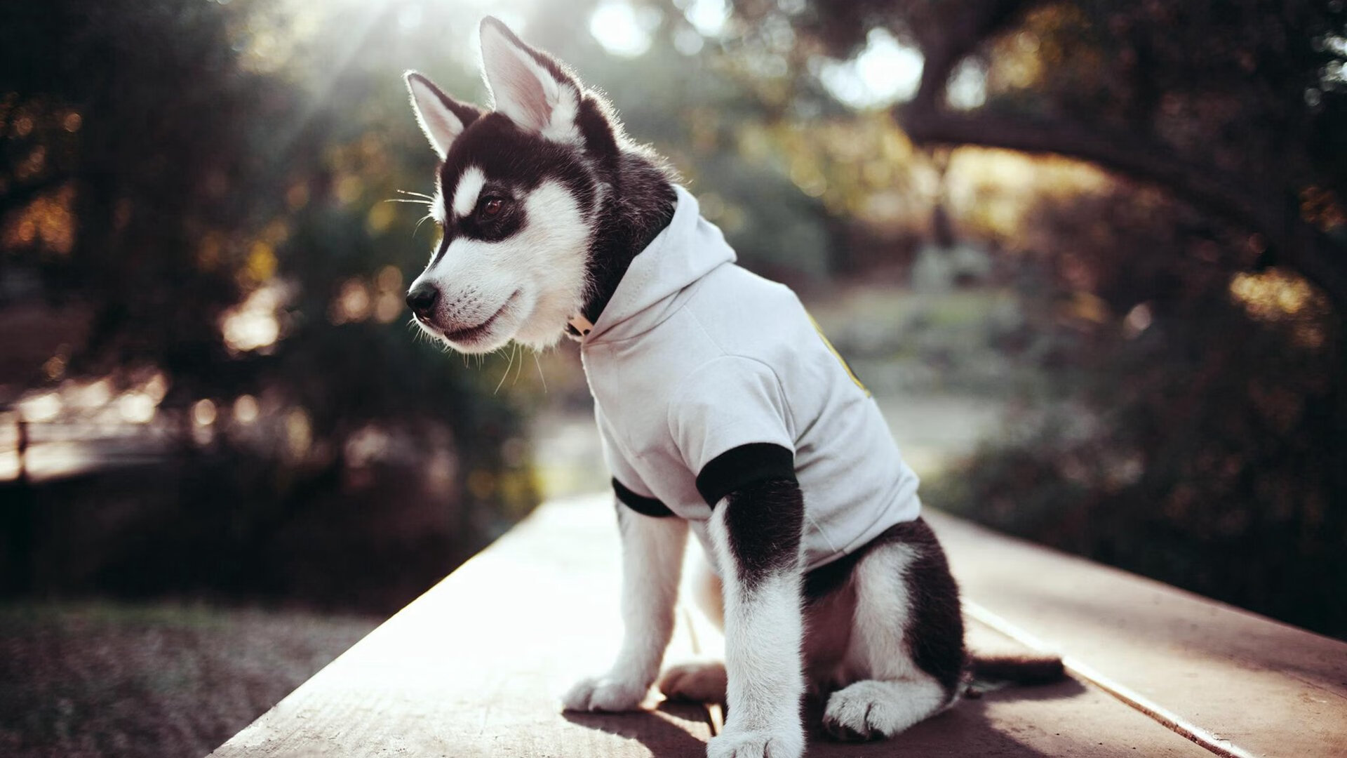 国际拳击赛：拳拳到肉的较量，国际拳击邀请赛